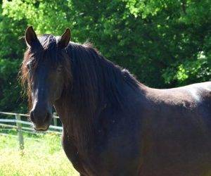 Gelding No Origin Recorded For sale 2016 Black