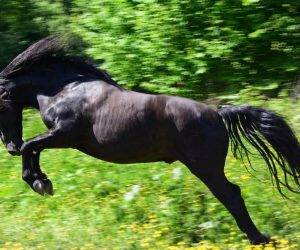 Gelding No Origin Recorded For sale 2016 Black