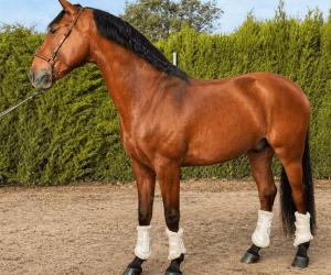 Gelding Lusitano For sale 2019 Bay