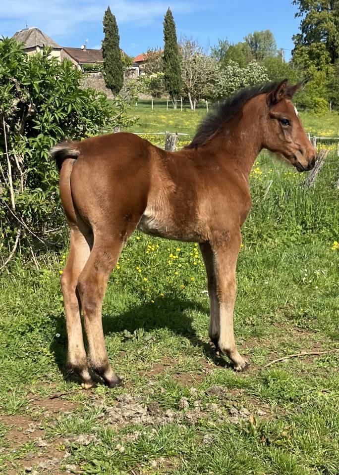 Filly Selle Fran&ccedil;ais For sale 2026 Bay