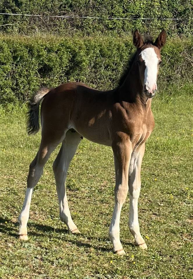 Filly Selle Fran&ccedil;ais For sale 2026 Bay
