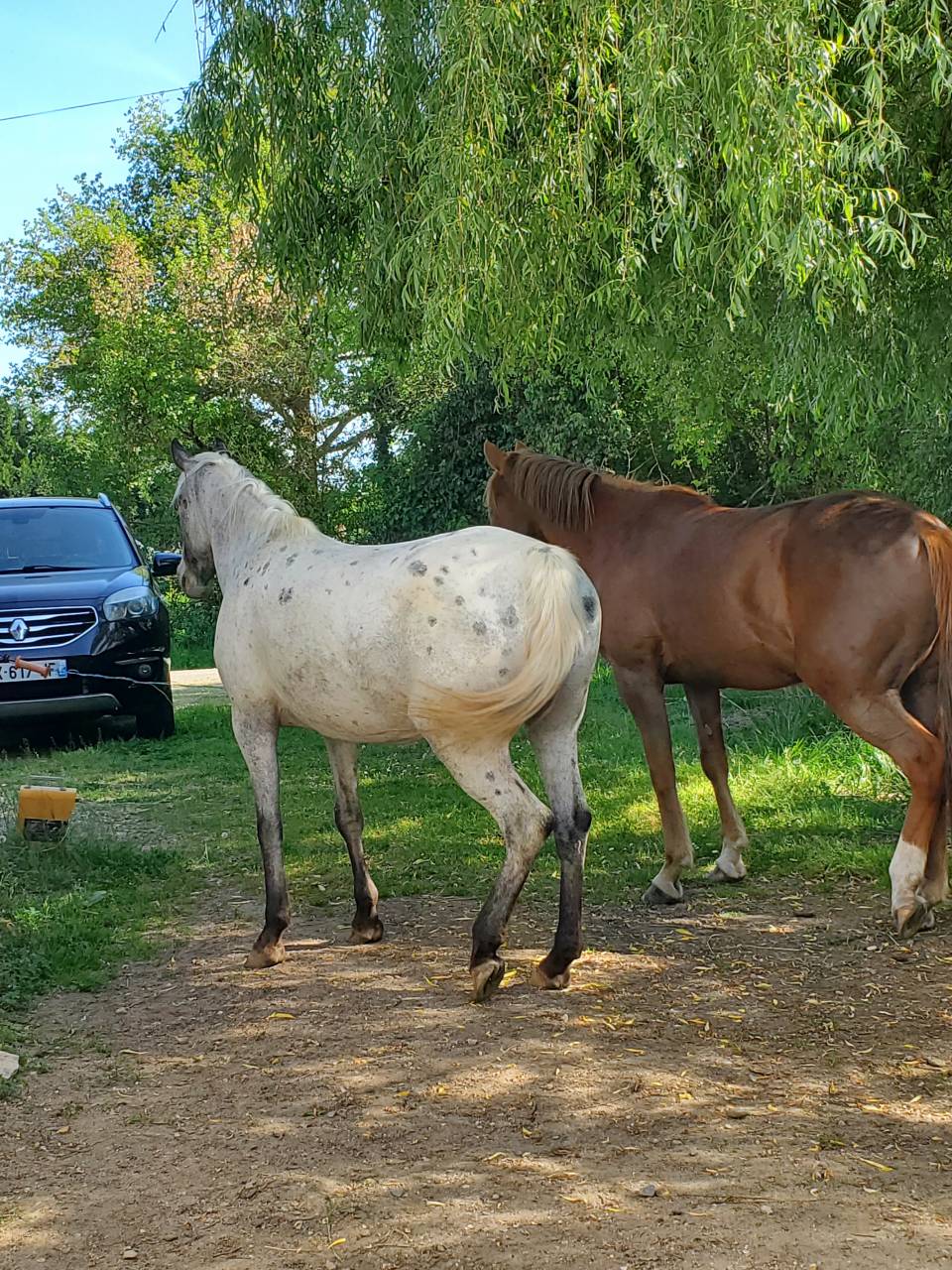 Mare Arabian Half Blood For sale 2019 Appaloosa