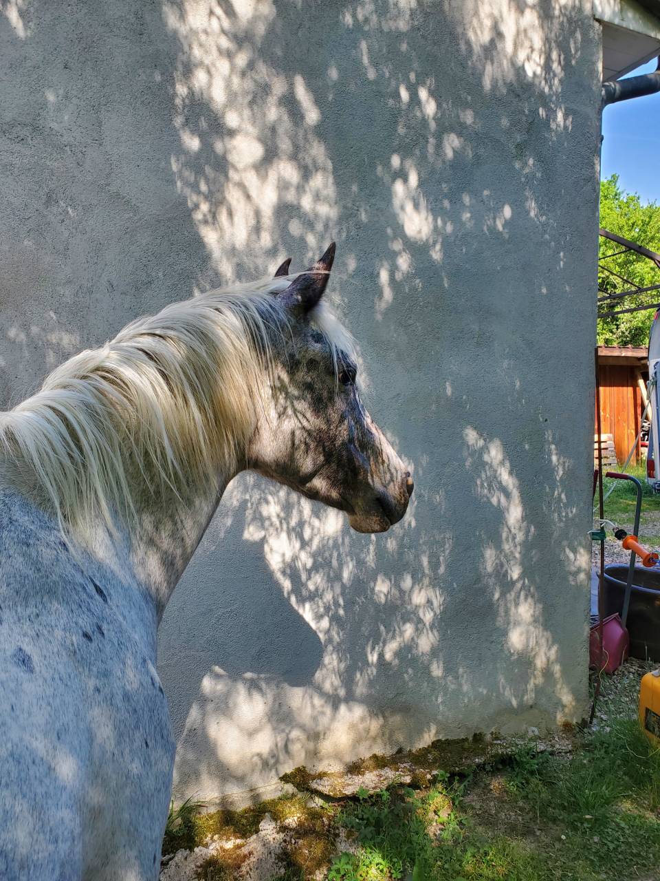 Mare Arabian Half Blood For sale 2019 Appaloosa
