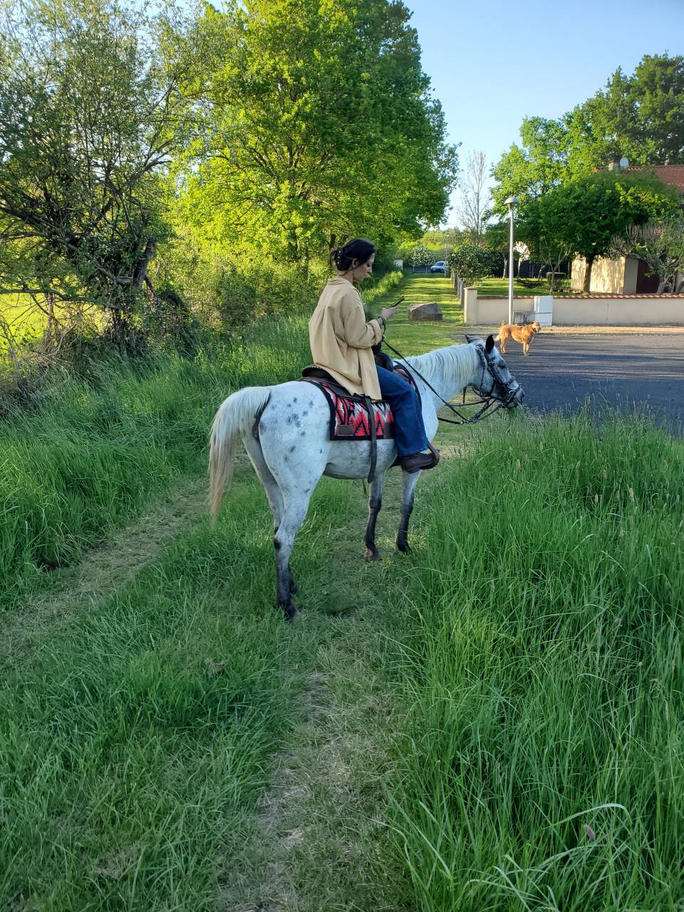 Mare Arabian Half Blood For sale 2019 Appaloosa
