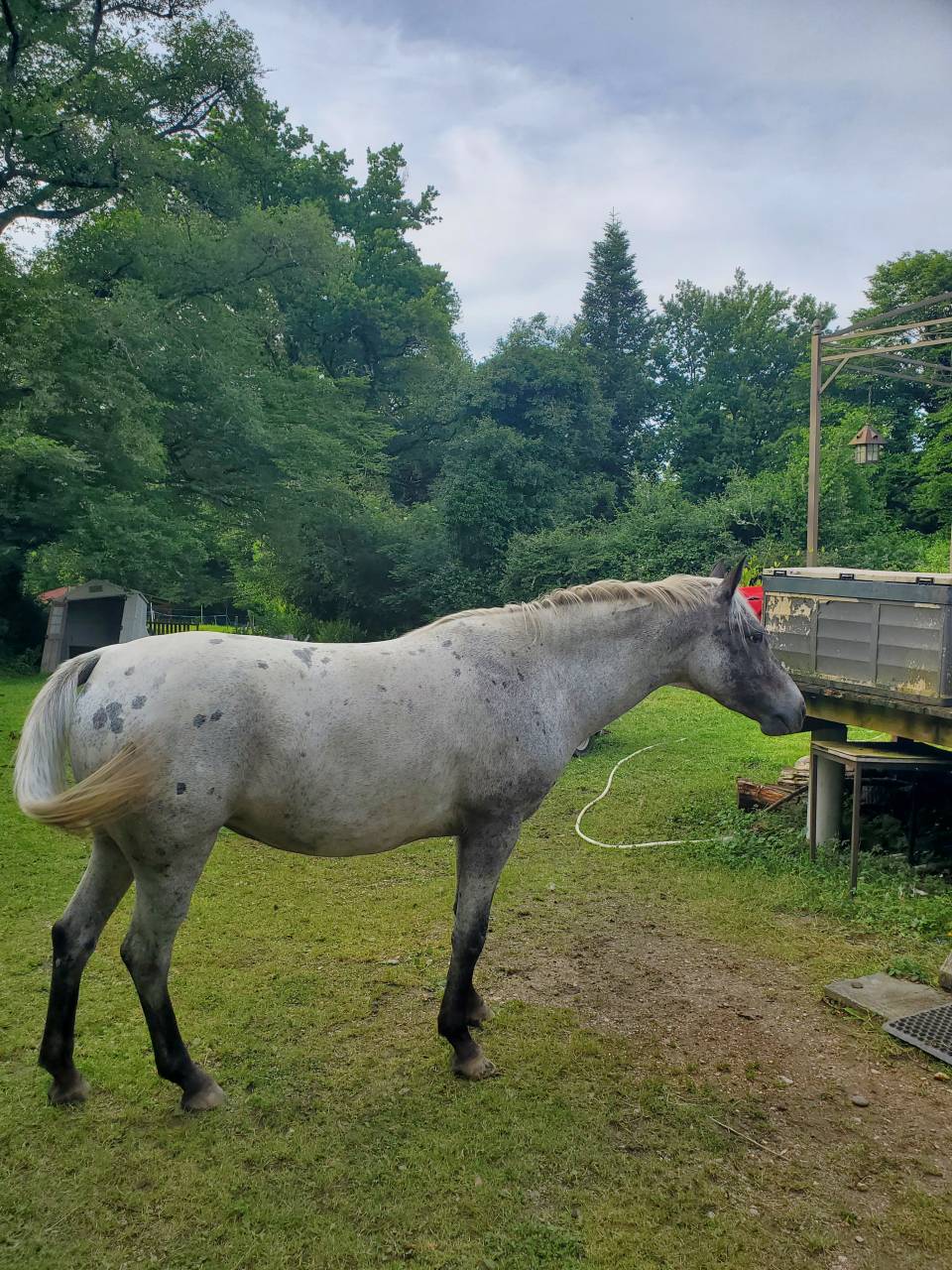 Mare Arabian Half Blood For sale 2019 Appaloosa