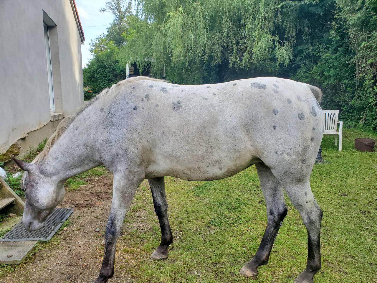 Mare Arabian Half Blood For sale 2019 Appaloosa