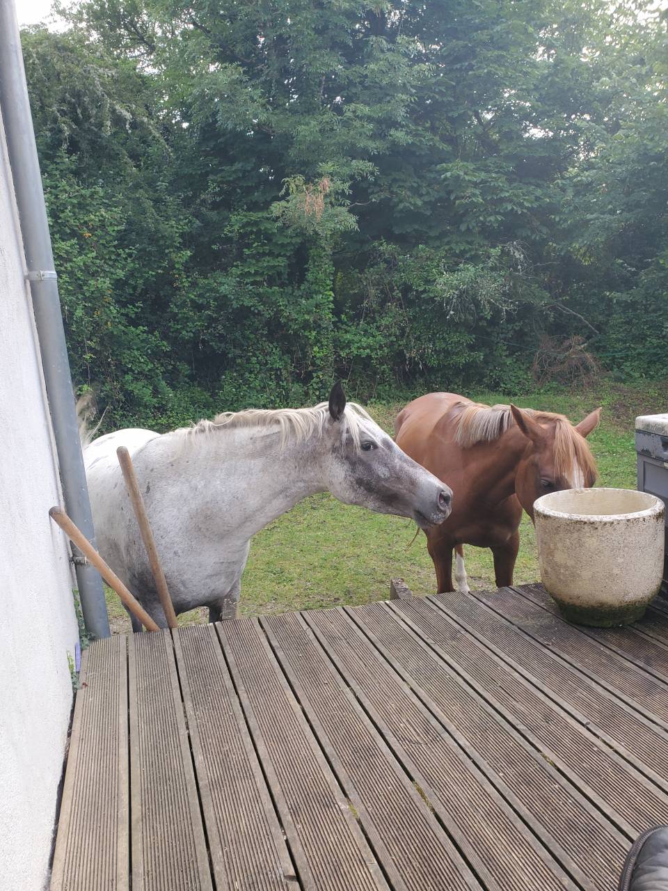Mare Arabian Half Blood For sale 2019 Appaloosa