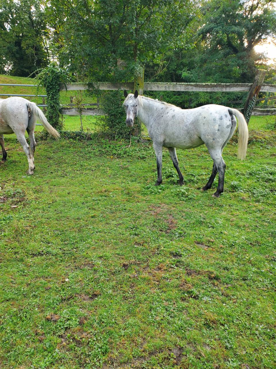 Mare Arabian Half Blood For sale 2019 Appaloosa