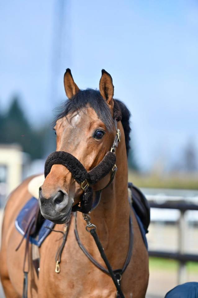 Entire KWPN Dutch Warmblood For sale 2021 Bay