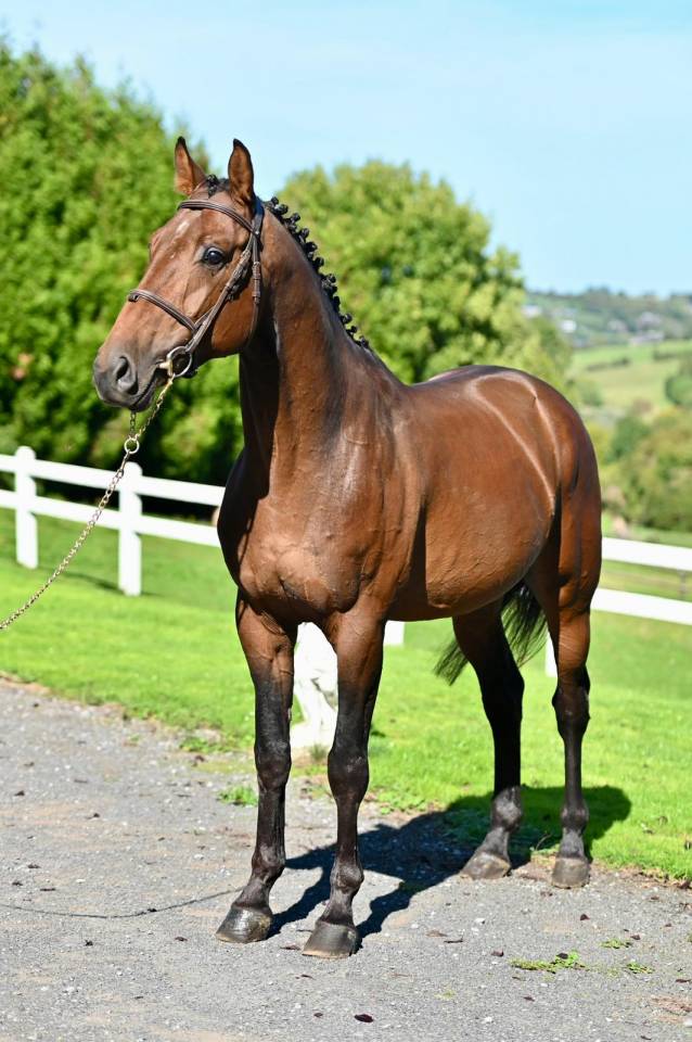 Entire KWPN Dutch Warmblood For sale 2021 Bay