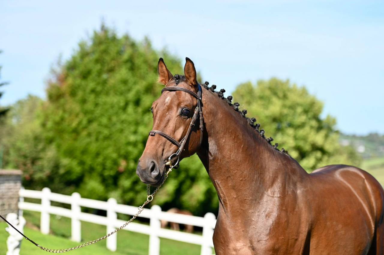 Entire KWPN Dutch Warmblood For sale 2021 Bay
