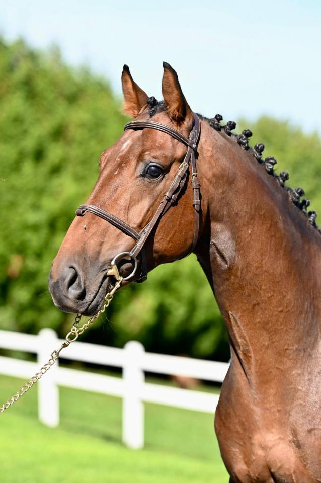 Entire KWPN Dutch Warmblood For sale 2021 Bay