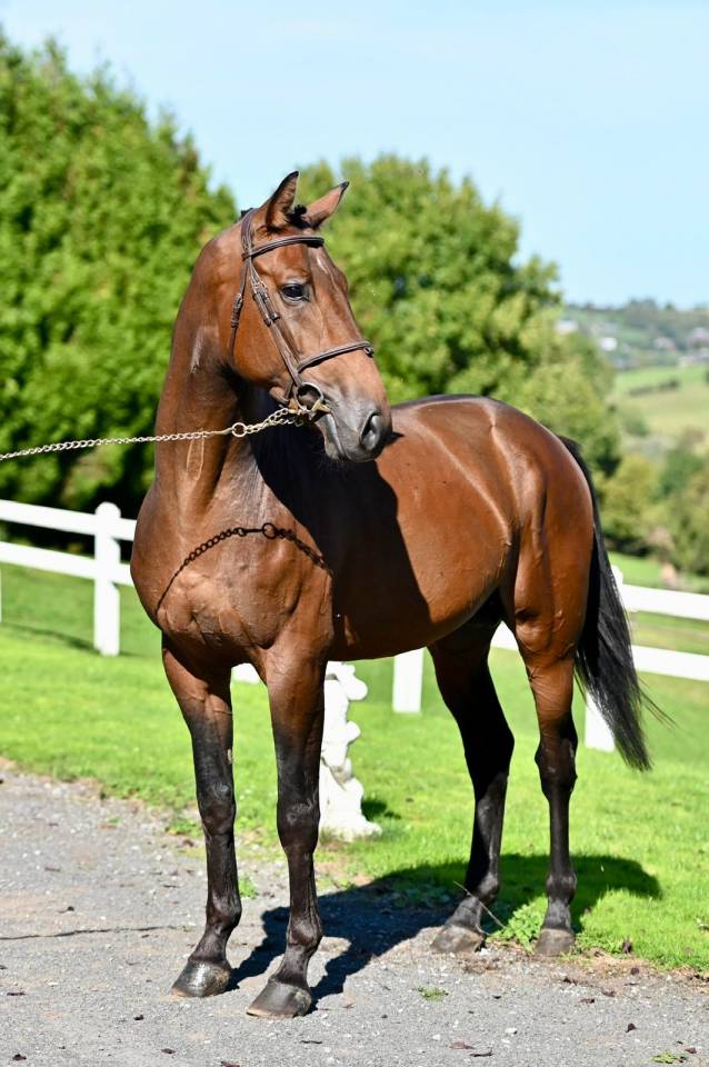 Entire KWPN Dutch Warmblood For sale 2021 Bay