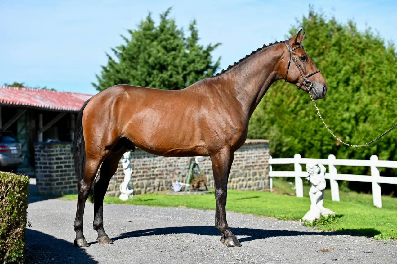 Entire KWPN Dutch Warmblood For sale 2021 Bay