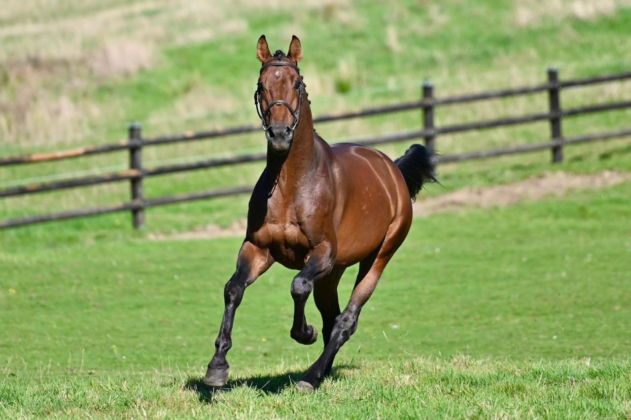 Entire KWPN Dutch Warmblood For sale 2021 Bay