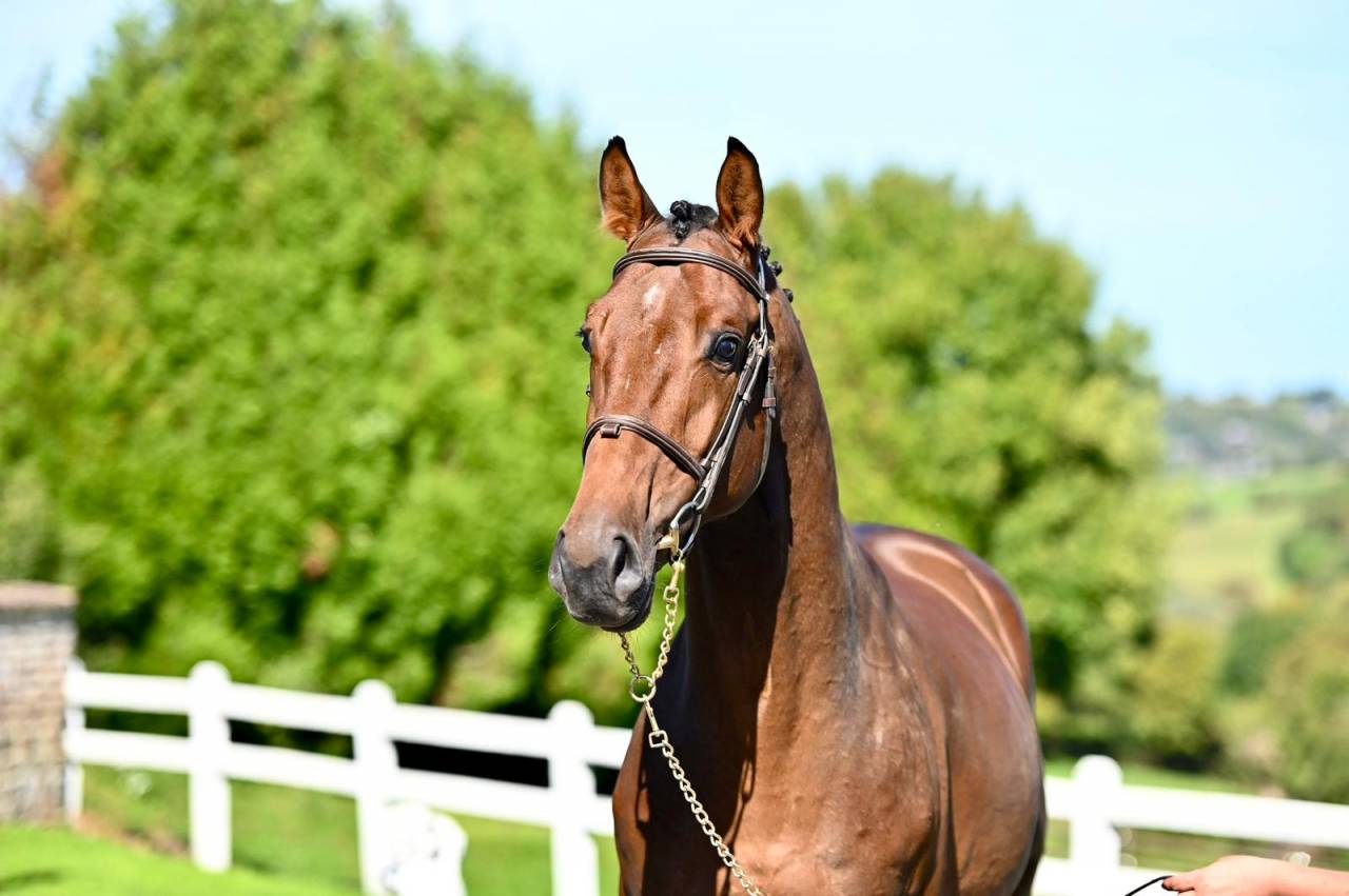 Entire KWPN Dutch Warmblood For sale 2021 Bay