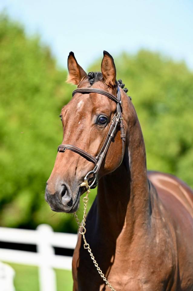 Entire KWPN Dutch Warmblood For sale 2021 Bay