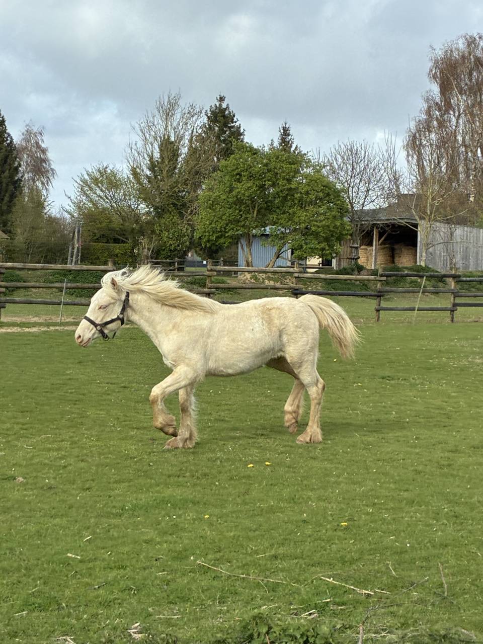 Filly Welsh Pony (Section D), Welsh Cob For sale 2025 Cream