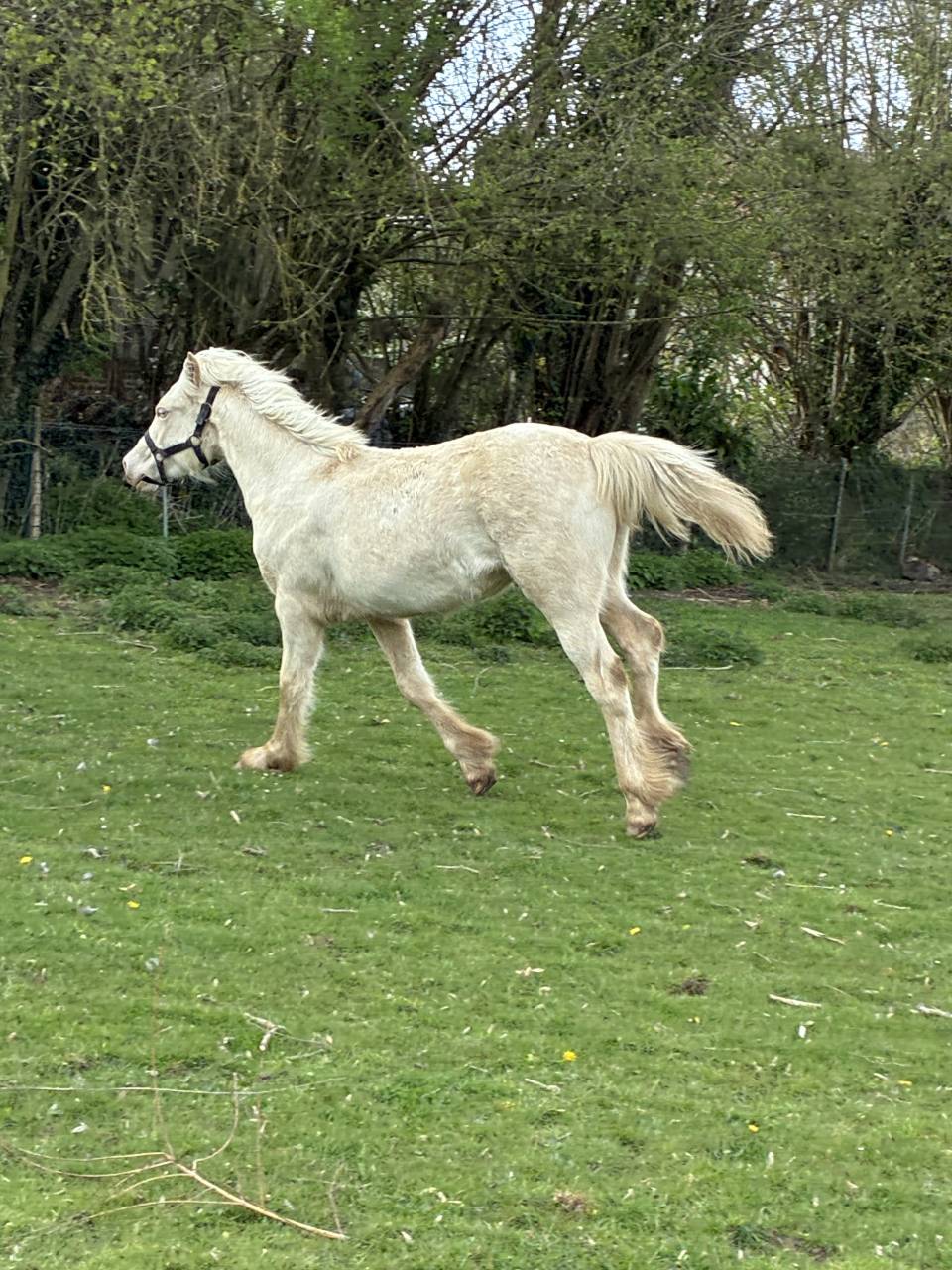 Filly Welsh Pony (Section D), Welsh Cob For sale 2025 Cream