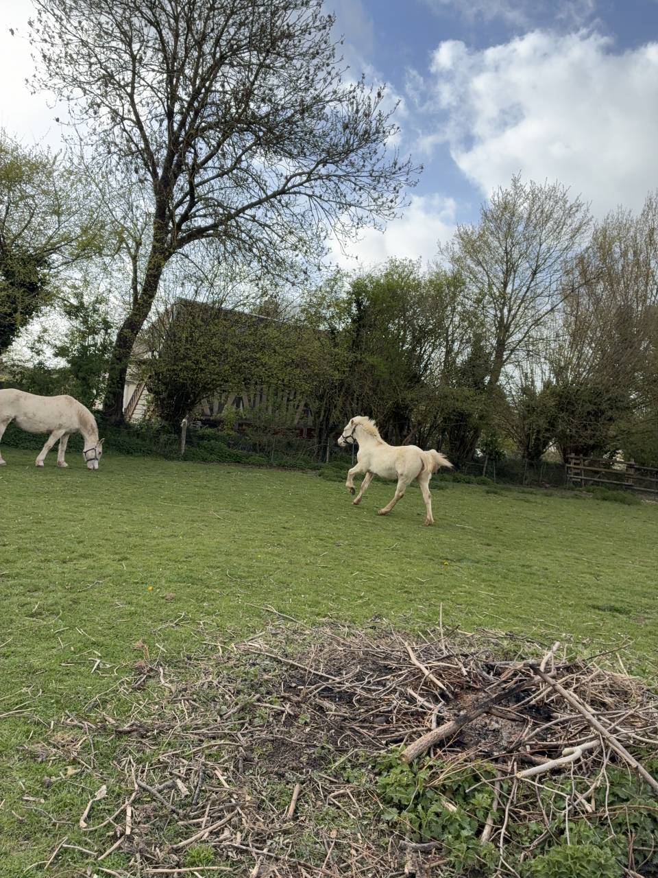 Filly Welsh Pony (Section D), Welsh Cob For sale 2025 Cream