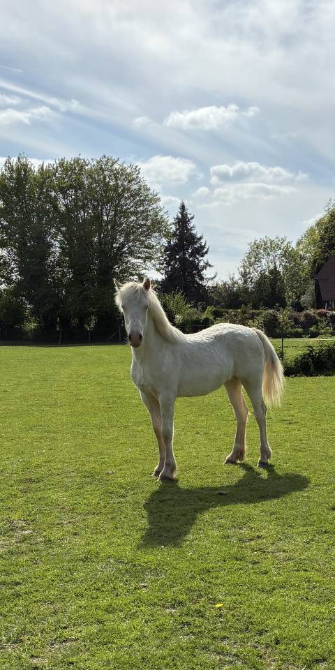 Filly Welsh Pony (Section D), Welsh Cob For sale 2025 Cream