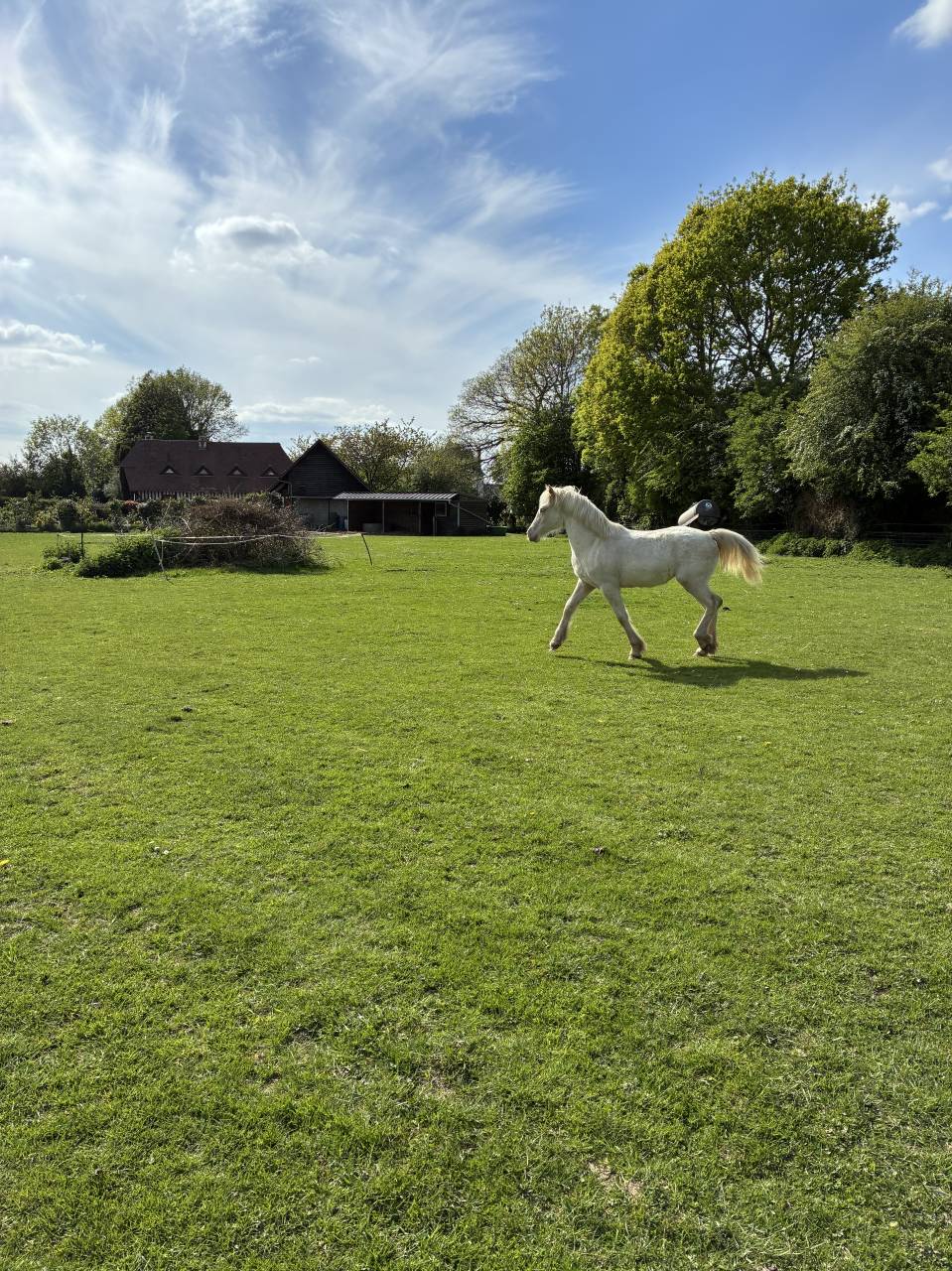 Filly Welsh Pony (Section D), Welsh Cob For sale 2025 Cream