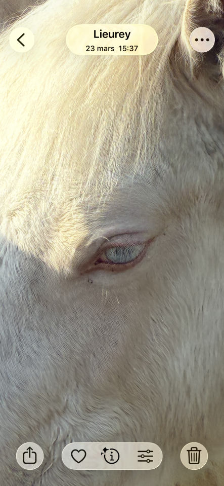 Filly Welsh Pony (Section D), Welsh Cob For sale 2025 Cream