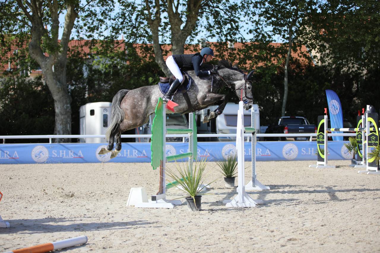 Gelding Selle Fran&ccedil;ais For sale 2019 Grey