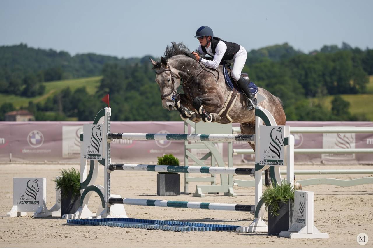 Gelding Selle Fran&ccedil;ais For sale 2019 Grey