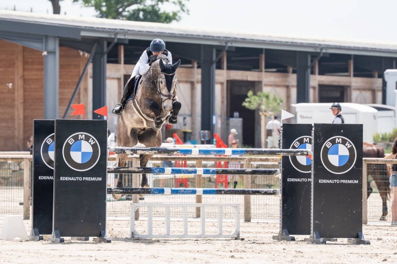 Gelding Selle Fran&ccedil;ais For sale 2019 Grey