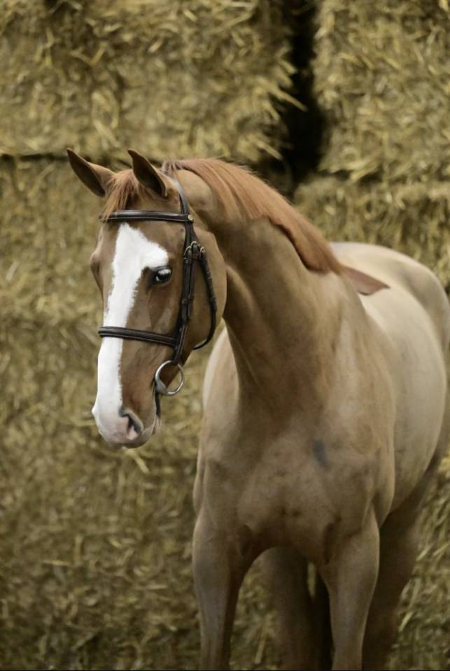 Gelding Selle Fran&ccedil;ais For sale 2020 Chesnut