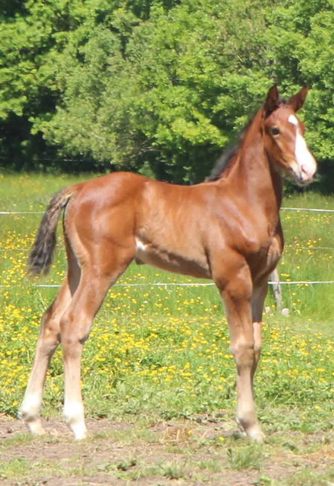 Colt Selle Fran&ccedil;ais For sale 2025 Bay