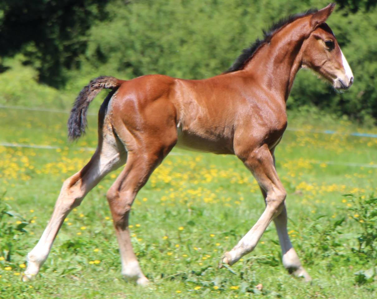 Colt Selle Fran&ccedil;ais For sale 2025 Bay