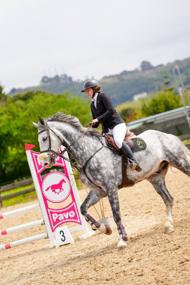 Gelding BWP Belgian Warmblood For sale 2016 Grey