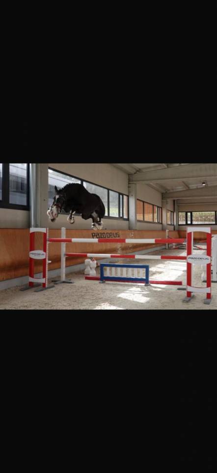 Gelding BWP Belgian Warmblood For sale 2016 Grey