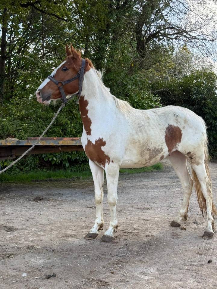 Gelding Sport Horse Of Color For sale 2022 Coloured
