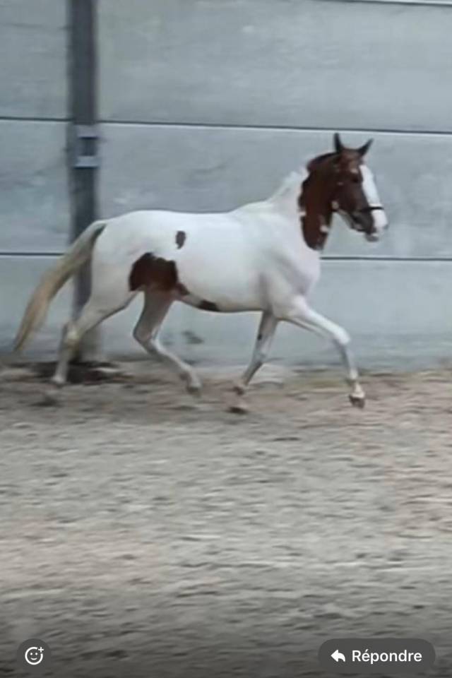 Gelding Sport Horse Of Color For sale 2022 Coloured