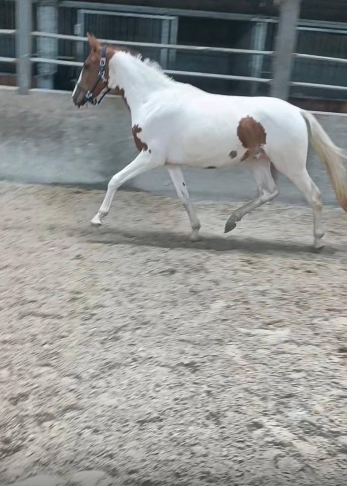 Gelding Sport Horse Of Color For sale 2022 Coloured