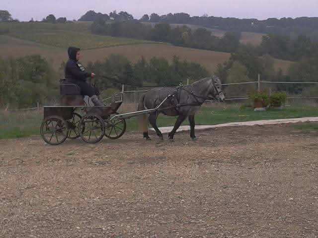 Carriage - Marathon for competition - Other brand -  