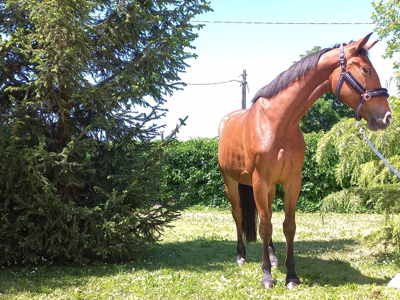 Mare KWPN Dutch Warmblood For sale 2021 Bay