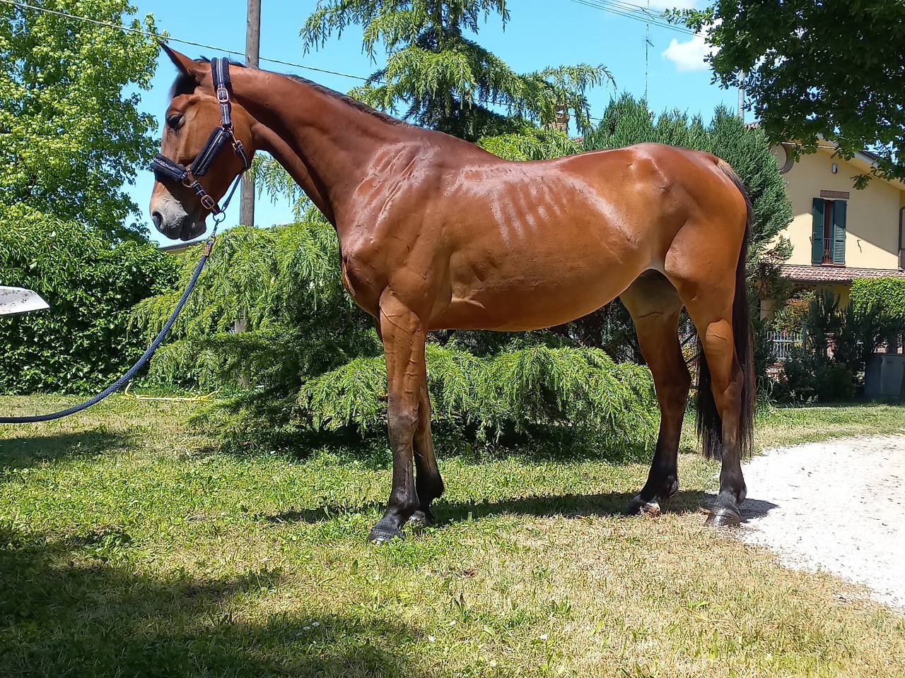 Mare KWPN Dutch Warmblood For sale 2021 Bay