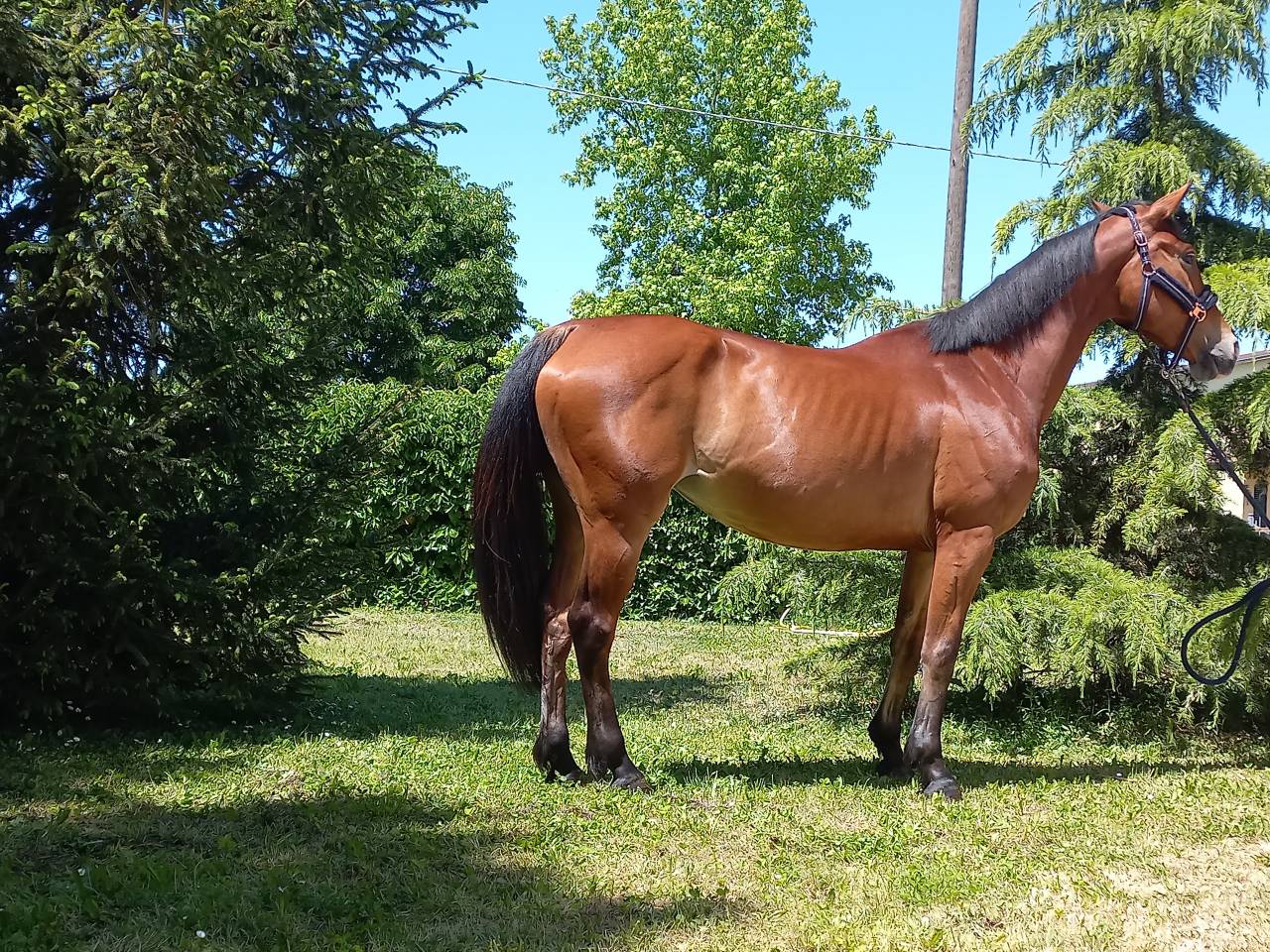 Mare KWPN Dutch Warmblood For sale 2021 Bay