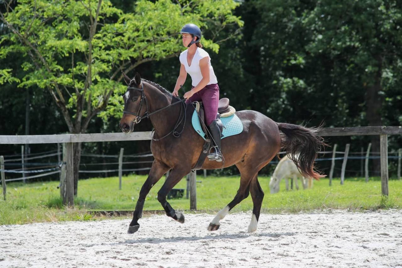 Gelding Anglo-Arabian For sale 2022 Dark Bay