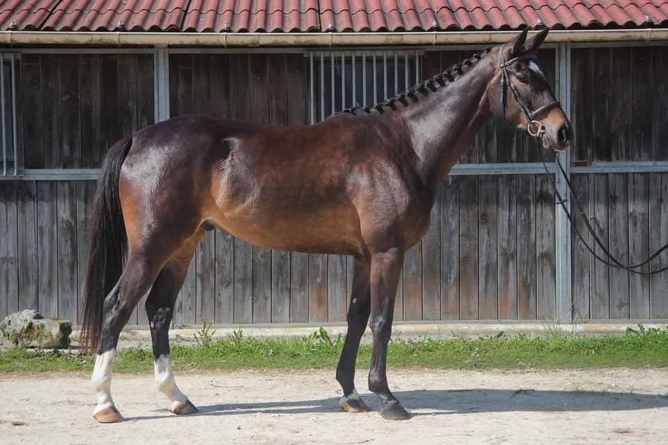 Gelding Anglo-Arabian For sale 2022 Dark Bay