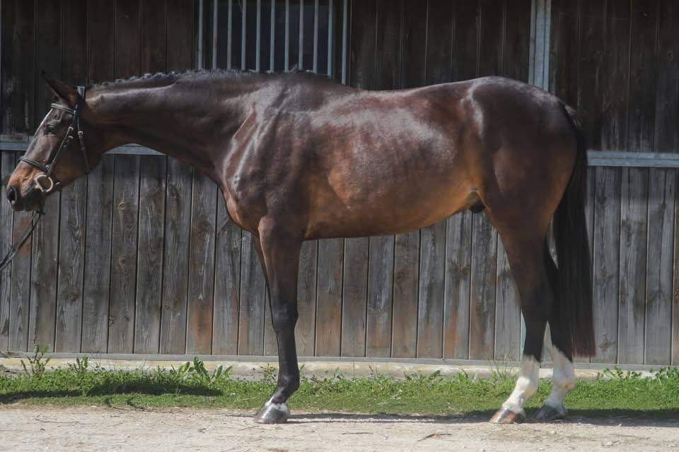 Gelding Anglo-Arabian For sale 2022 Dark Bay