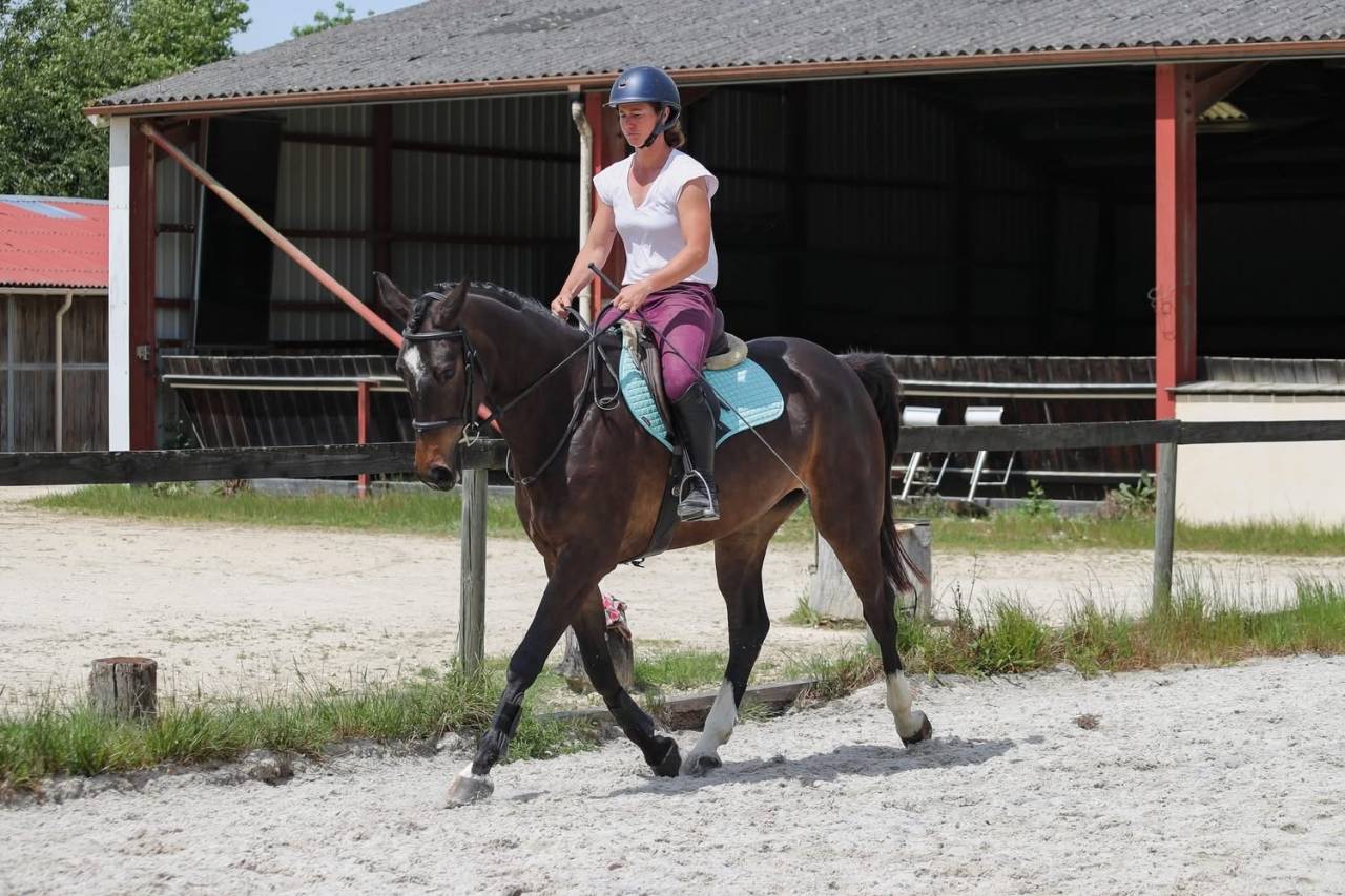 Gelding Anglo-Arabian For sale 2022 Dark Bay
