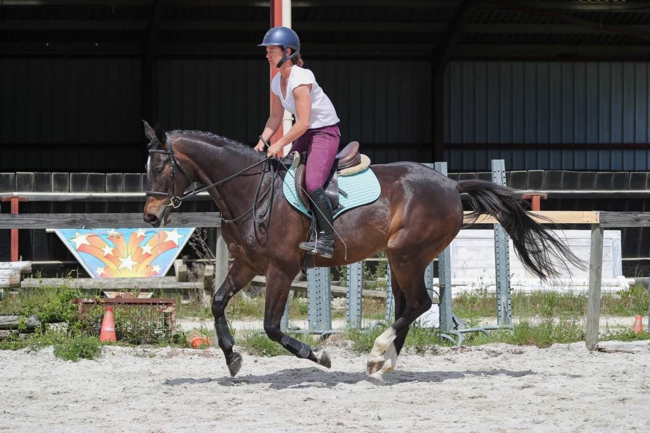 Gelding Anglo-Arabian For sale 2022 Dark Bay