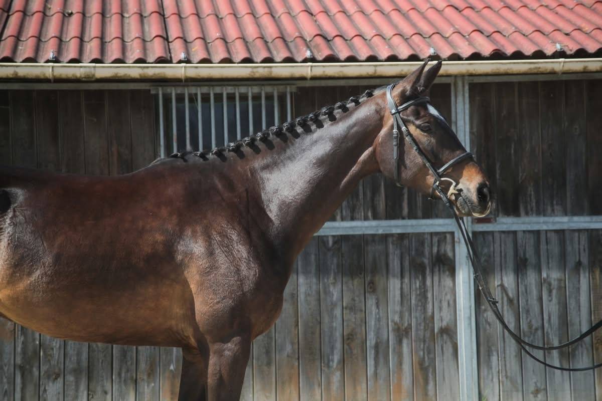 Gelding Anglo-Arabian For sale 2022 Dark Bay