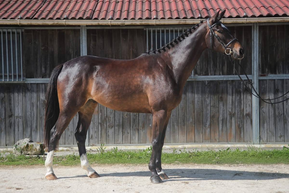 Gelding Anglo-Arabian For sale 2022 Dark Bay