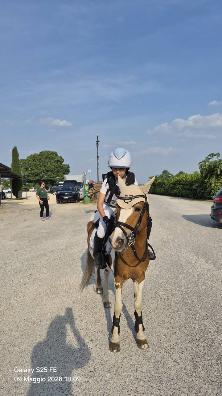 Mare Other Pony Breed For sale 2010 Coloured
